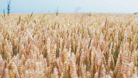 Wheat ears field against the background of the blue sky. 4k UHD video Stock Footage 77440005