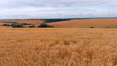 Wheat ears field arial view Stock Footage 116558033
