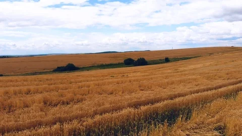 Wheat ears field arial view Stock Footage 116558051