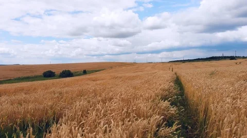 Wheat ears field arial view Stock Footage 116558216