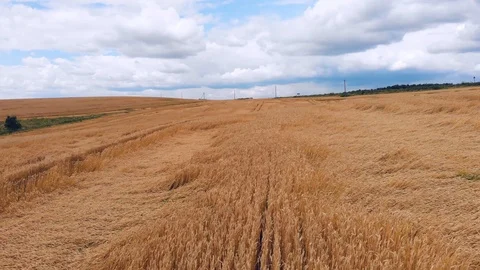 Wheat ears field arial view Stock Footage 116558308