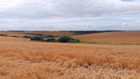 Wheat ears field arial view Stock Footage 116558352