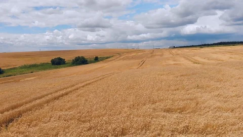 Wheat ears field arial view Stock Footage 116558484