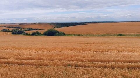 Wheat ears field arial view Stock Footage 116558730
