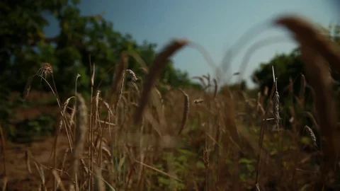 Wheat ears on the field between planting grapes, green vines with bunches of Stock Footage 74480212