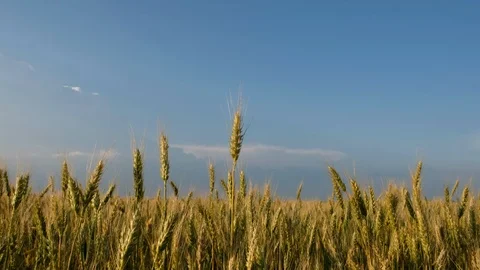 Wheat ears in field. blue sky, clouds. Golden wheat field. 4k Stock Footage 102482172