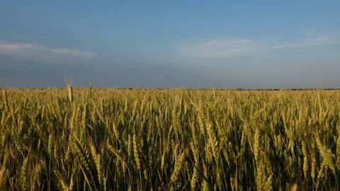 Wheat ears in field. blue sky, clouds Stock Footage 102482473