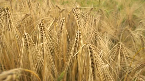Wheat ears in a field, close up dolly shot Stock Footage 132560114