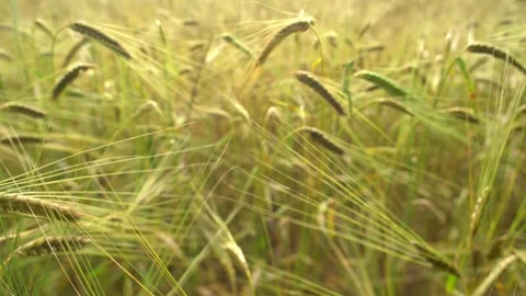 Wheat ears in a field, close up dolly shot Stock Footage 132560582