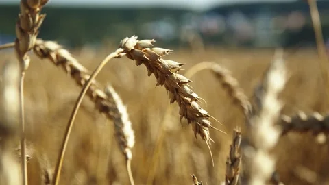 Wheat ears on the field close-up Stock Footage 160408237