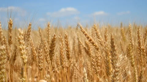Wheat ears on field close-up under blue sky Vidéo 91433058