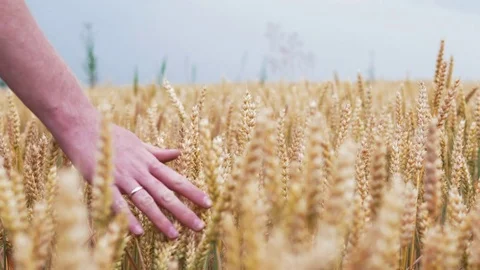 Wheat ears field. Farmer spends hand on reached wheat. Slow motion 4k Ultra HD Stock Footage 77438746