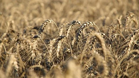 Wheat ears on the field Stock Footage 69941767