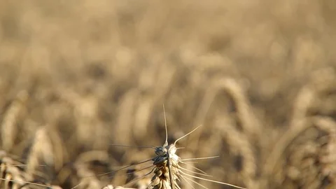Wheat ears on the field Stock Footage 69941817