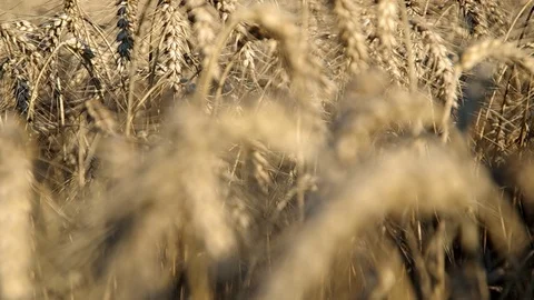 Wheat ears on the field Stock Footage 69941927