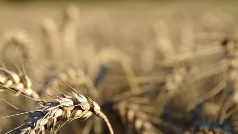 Wheat ears on the field Stock Footage 69942007