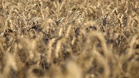 Wheat ears on the field Stock Footage 69942143