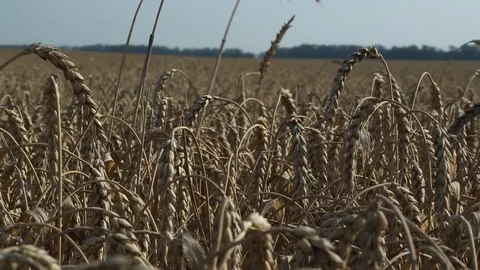 Wheat ears in the field Stock Footage 74447797