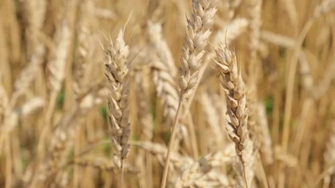 Wheat ears in the field Stock Footage 138386761