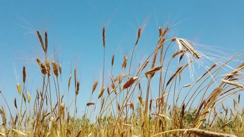 Wheat Ears in the field Stock Footage 142558271