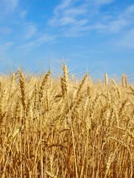 Wheat ears on field. Stock Photos