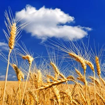 Wheat ears on the field Stock Photos