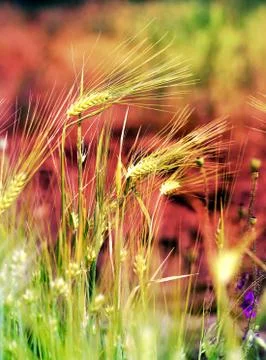 Wheat ears in the field Stock Photos