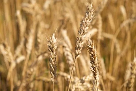 Wheat ears in the field Stock Photos