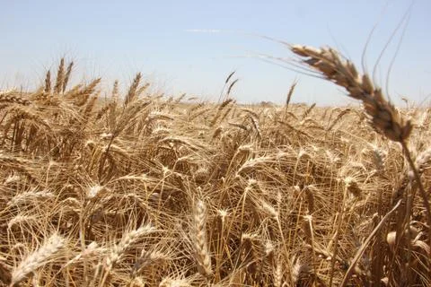 Wheat ears in the field Stock Photos