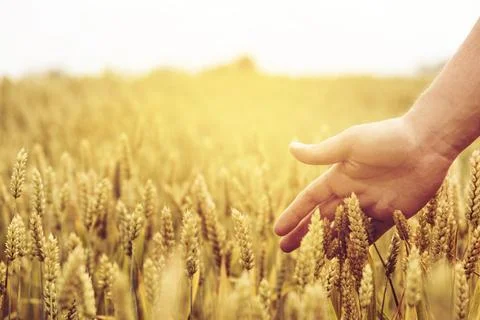 Wheat ears field Foto stock