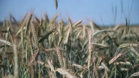 Wheat ears in a field on a sunny day close up Stock Footage 141466065