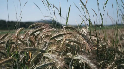 Wheat ears in a field on a sunny day close up Stock Footage 141466429