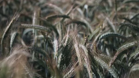 Wheat ears in a field on a sunny day close up Stock Footage 141466437