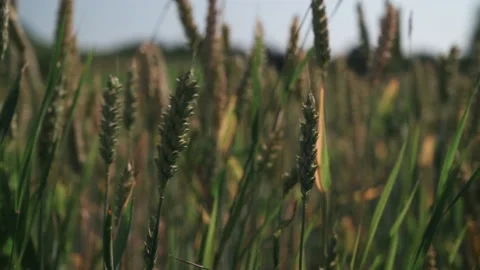 Wheat ears in a field on a sunny day close up Stock Footage 141466959