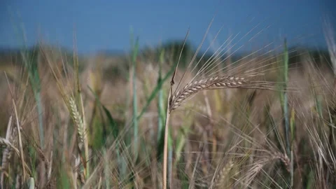 Wheat ears in a field on a sunny day close up Stock Footage 141470247