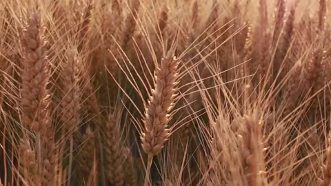Wheat ears in a field at sunset. Stock Footage 157069846
