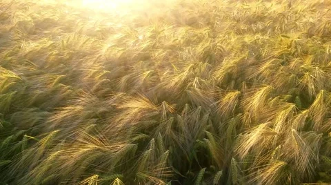 Wheat ears in the field in the sunshine Video stock 54197751