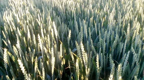 Wheat ears in the field in the sunshine Stockbeeldmateriaal 54198108