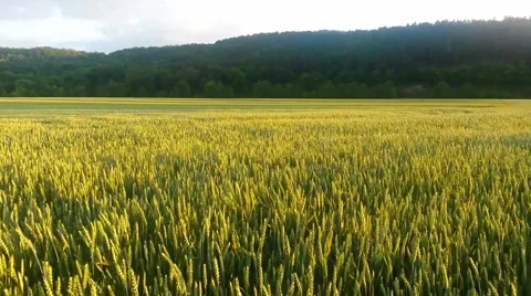 Wheat ears in the field in the sunshine Stockbeeldmateriaal 54229309