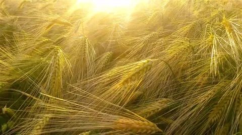 Wheat ears in the field in the sunshine Stock Footage 54229319