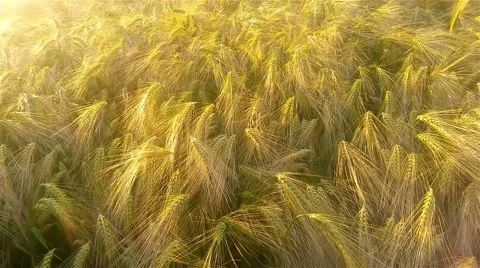 Wheat ears in the field in the sunshine 库存影片 54229327