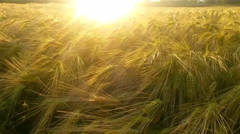 Wheat ears in the field in the sunshine 库存影片 54239408