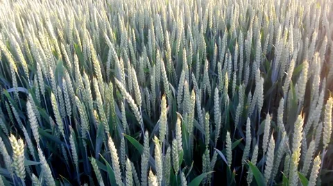 Wheat ears in the field in the sunshine Vidéo 54239755