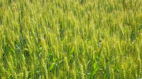 Wheat ears on field swinging in the wind Stock Footage 76965226