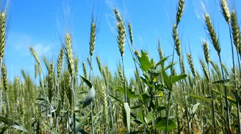 Wheat ears is flickering under the wind (Slider) Stock Footage 20472167