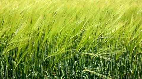 Wheat ears is flickering under the wind Stock Footage 21440187