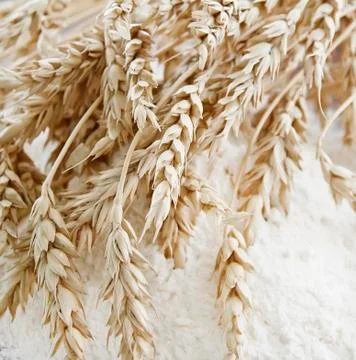 Wheat ears on the flour Stock Photos