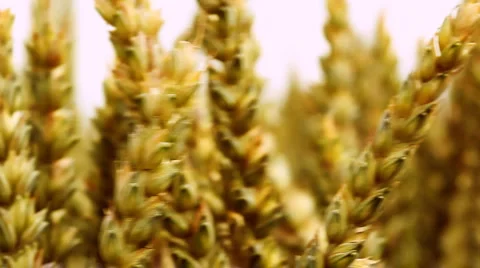 Wheat ears 스톡 동영상 889704