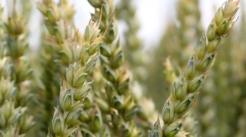 Wheat ears Stock Footage 889809