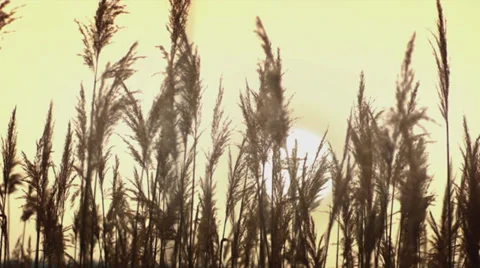 Wheat ears Stock Footage 33736175